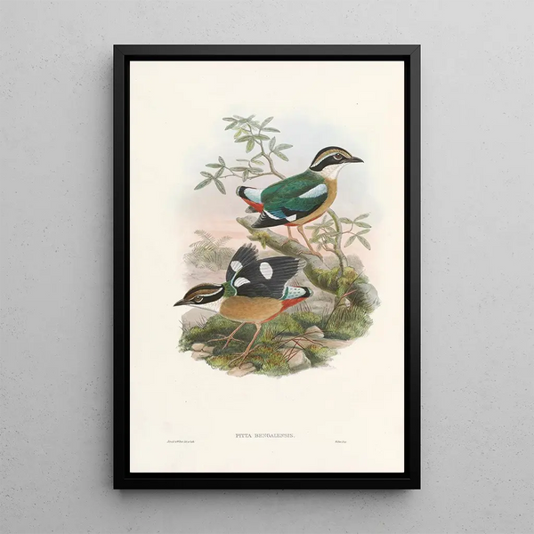 Monographie des Pittidae Pl01 - John Gould — framed artwork on a wall