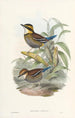Monographie des Pittidae Pl02 - John Gould — artwork view