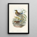 Monographie des Pittidae Pl02 - John Gould — framed artwork on a wall