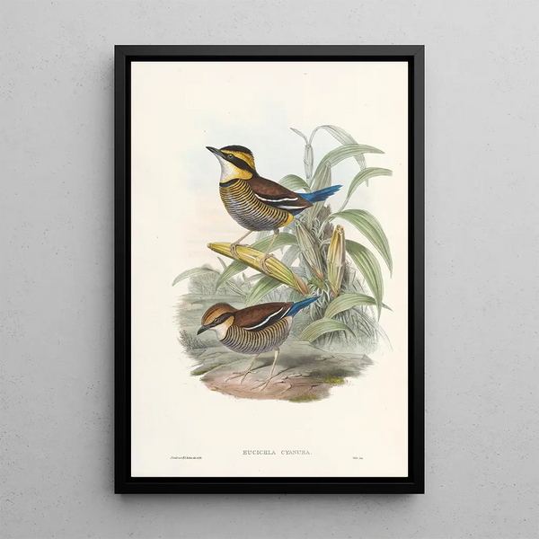 Monographie des Pittidae Pl02 - John Gould — framed artwork on a wall