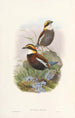 Monographie des Pittidae Pl03 - John Gould — artwork view