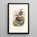 Monographie des Pittidae Pl03 - John Gould — framed artwork on a wall