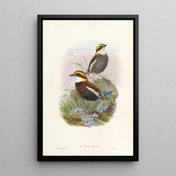 Monographie des Pittidae Pl03 - John Gould — framed artwork on a wall