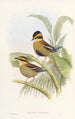 Monographie des Pittidae Pl04 - John Gould — artwork view