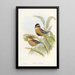 Monographie des Pittidae Pl04 - John Gould — framed artwork on a wall
