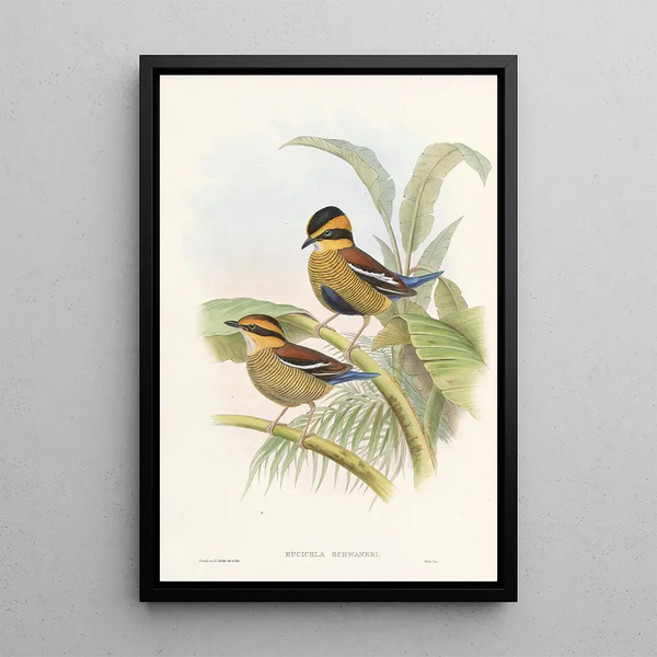 Monographie des Pittidae Pl04 - John Gould — framed artwork on a wall