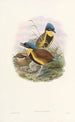 Monographie des Pittidae Pl05 - John Gould — artwork view