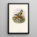 Monographie des Pittidae Pl05 - John Gould — framed artwork on a wall