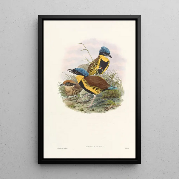 Monographie des Pittidae Pl05 - John Gould — framed artwork on a wall