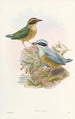Monographie des Pittidae Pl06 - John Gould — artwork view