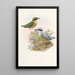 Monographie des Pittidae Pl06 - John Gould — framed artwork on a wall