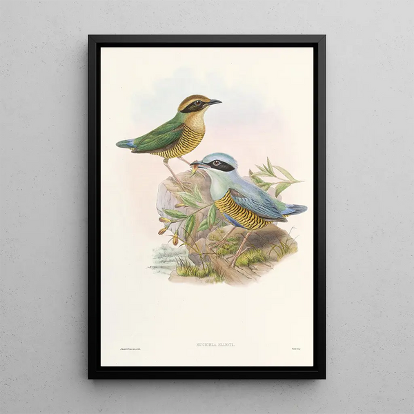 Monographie des Pittidae Pl06 - John Gould — framed artwork on a wall