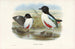 Monographie des Pittidae Pl07 - John Gould — artwork view