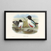 Monographie des Pittidae Pl07 - John Gould — framed artwork on a wall