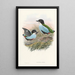 Monographie des Pittidae Pl08 - John Gould — framed artwork on a wall