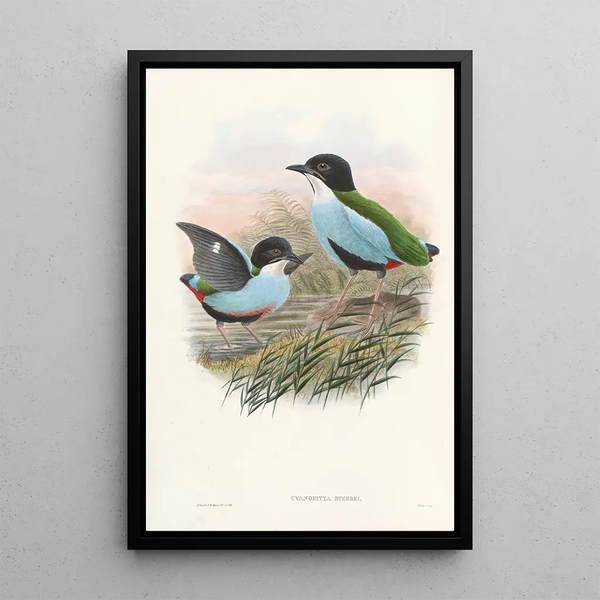 Monographie des Pittidae Pl08 - John Gould — framed artwork on a wall
