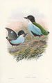 Monographie des Pittidae Pl08 - John Gould — artwork view