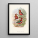 Monographie des Pittidae Pl09 - John Gould — framed artwork on a wall