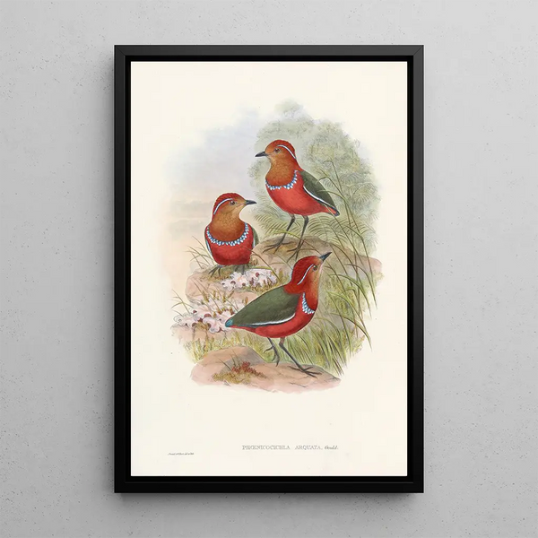 Monographie des Pittidae Pl09 - John Gould — framed artwork on a wall