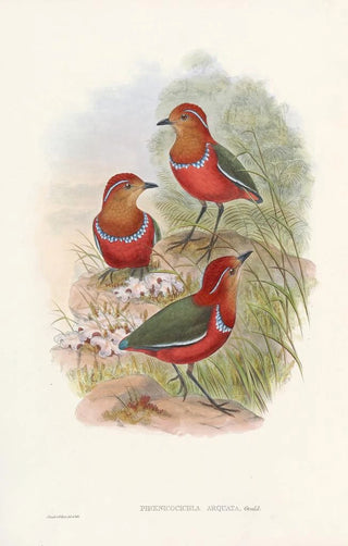 John Gould - Monograph of the Pittidae Pl09.webp