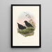Monographie des Pittidae Pl10 - John Gould — framed artwork on a wall