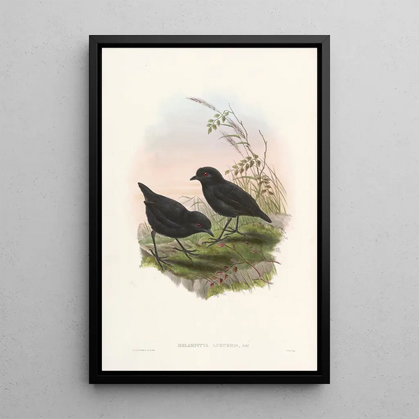 Monographie des Pittidae Pl10 - John Gould — framed artwork on a wall