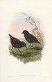 Monographie des Pittidae Pl10 - John Gould — artwork view
