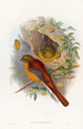 Mountain Trogon Painting - John Gould — artwork view