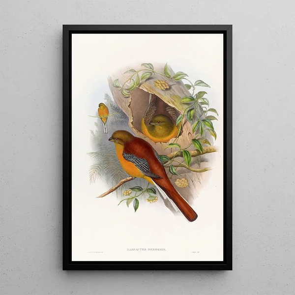 Mountain Trogon Painting - John Gould — framed artwork on a wall