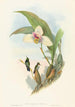 Myiabeillia typica - John Gould — artwork view