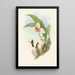 Myiabeillia typica - John Gould — framed artwork on a wall