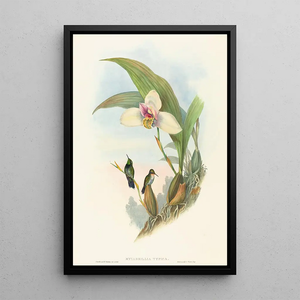 Myiabeillia typica - John Gould — framed artwork on a wall