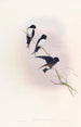 Hirondelle de Népal - John Gould — artwork view