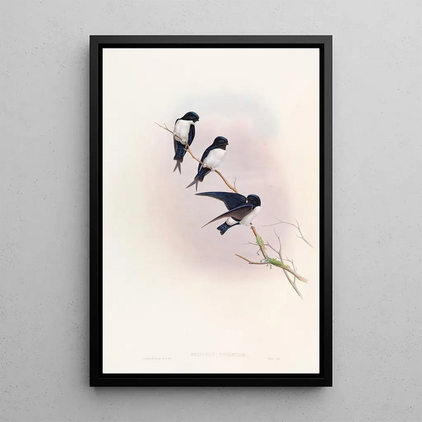 Hirondelle de Népal - John Gould — framed artwork on a wall