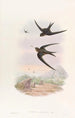 Palm Tree Roof Martinet - John Gould — artwork view