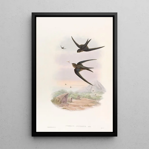 Palm Tree Roof Martinet - John Gould — framed artwork on a wall