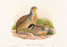 Perdix barbata - John Gould — artwork view