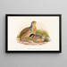 Perdix barbata - John Gould — framed artwork on a wall