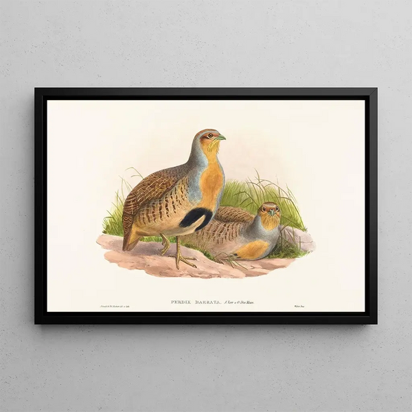Perdix barbata - John Gould — framed artwork on a wall
