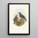 Petrocossyphus cyanus - John Gould — framed artwork on a wall