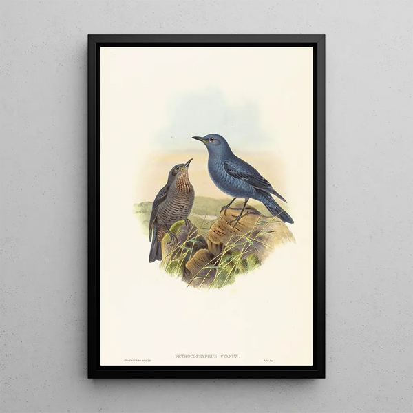 Petrocossyphus cyanus - John Gould — framed artwork on a wall
