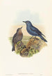 Petrocossyphus cyanus - John Gould — artwork view