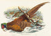 Phasianus colchicus - John Gould — artwork view
