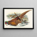 Phasianus colchicus - John Gould — framed artwork on a wall