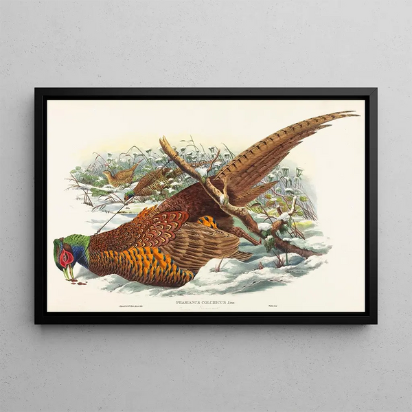 Phasianus colchicus - John Gould — framed artwork on a wall