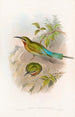 Guêpier des Philippines - John Gould — artwork view