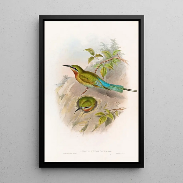 Guêpier des Philippines - John Gould — framed artwork on a wall