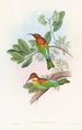 Guêpier Pirik - John Gould — artwork view