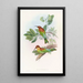 Guêpier Pirik - John Gould — framed artwork on a wall