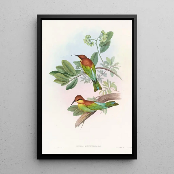 Guêpier Pirik - John Gould — framed artwork on a wall